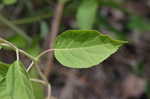 Wild hydrangea